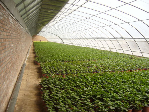 几字钢骨架日光温室